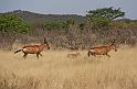 200 Ongava game reserve, little ongava, rode hartebeest met kleintje